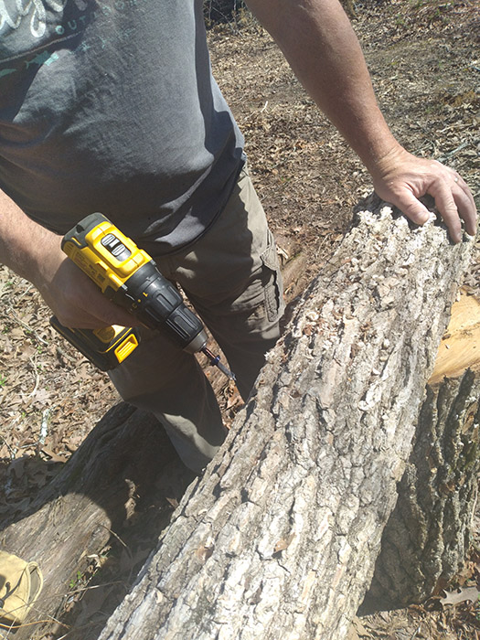 drilling-holes-for-mushroom-spawn